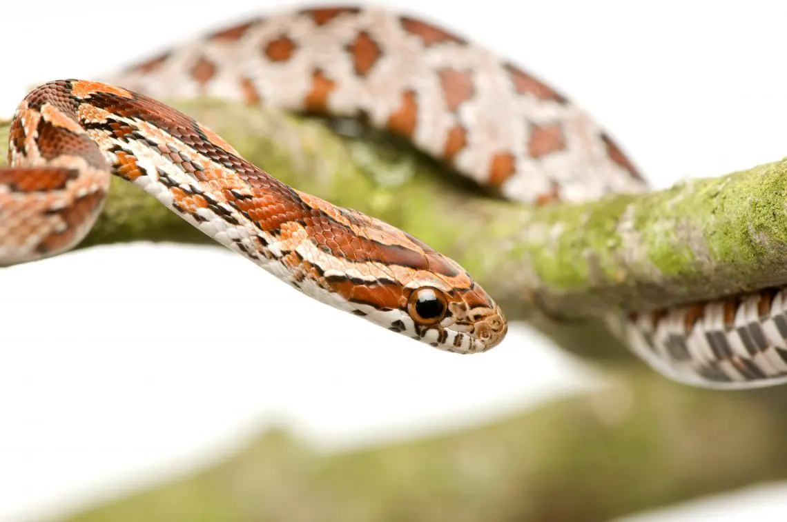 How long can a corn snake go without eating