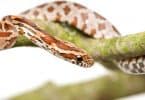 How long can a corn snake go without eating