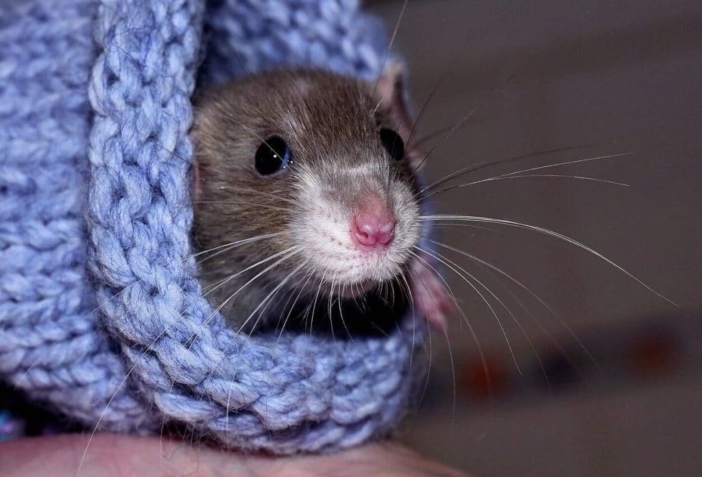 How Long Can A Mouse Live Without Food & Water? Pets Bunch