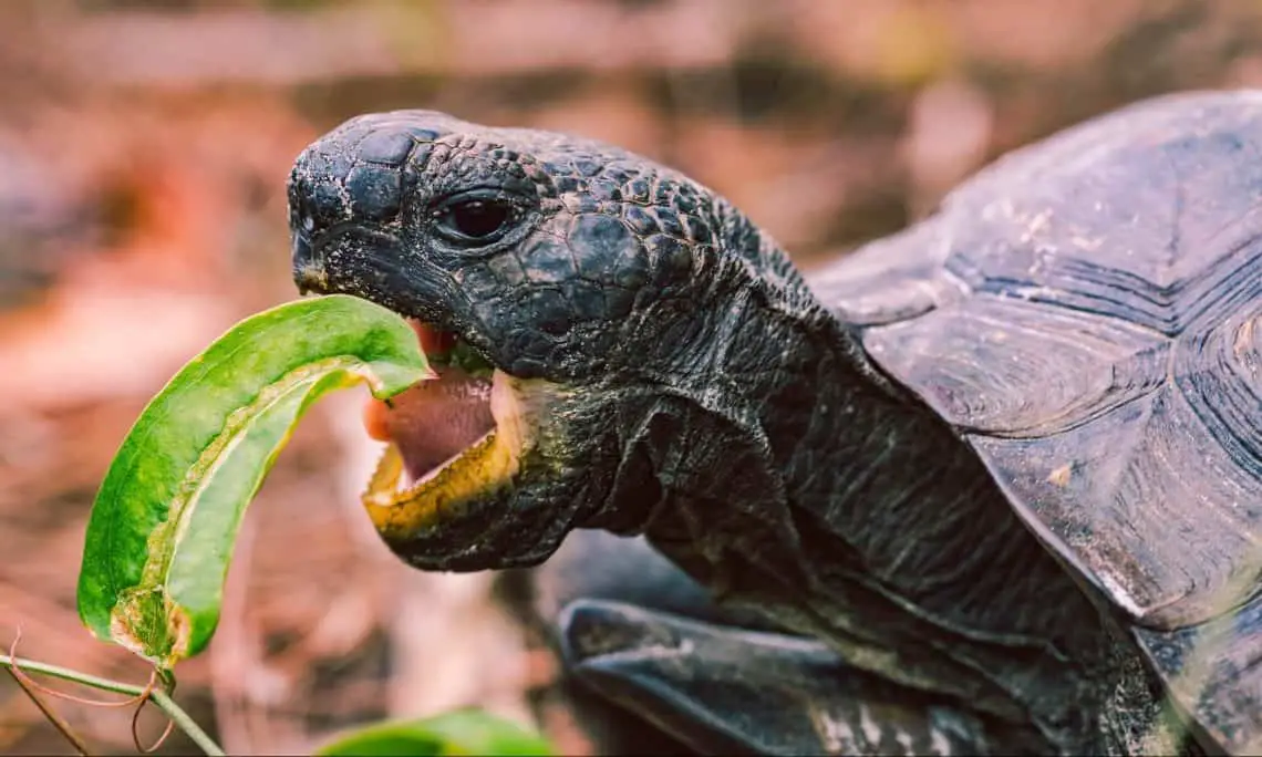What Do Turtles Eat - Diet & Eating Habits Guide