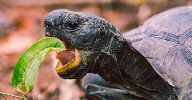 What Do Turtles Eat - Diet & Eating Habits Guide
