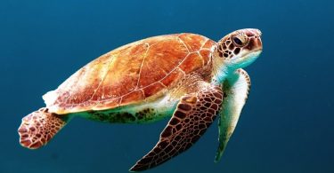 Best Aquarium Setup For Turtles