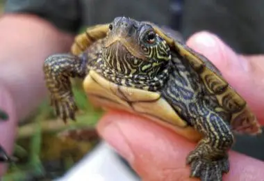 How Long Can a Pet Turtle Live Without Food and Water