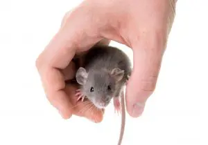 How Long Do Pet Rats And Mice Live