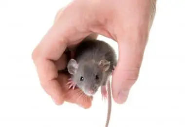 How Long Do Pet Rats And Mice Live