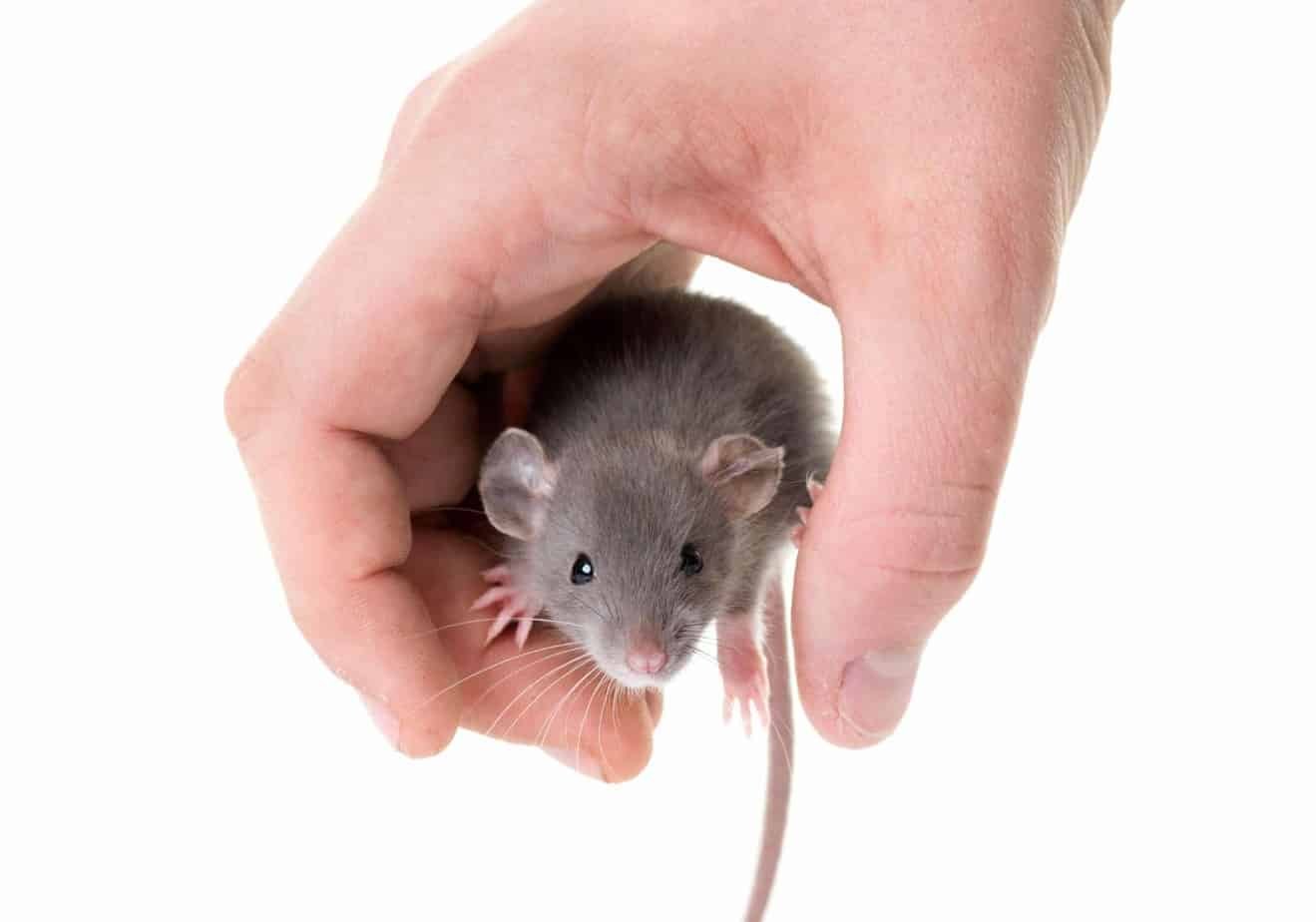 How Long Do Pet Rats And Mice Live? Pets Bunch