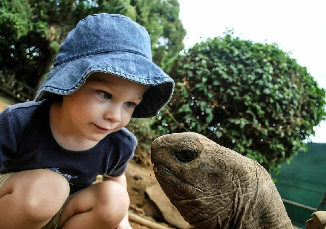 Do Turtles Get Attached To Their Owners Amazing Facts Tips Pets Bunch