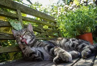 Everything You Need To Know About Cat Licking