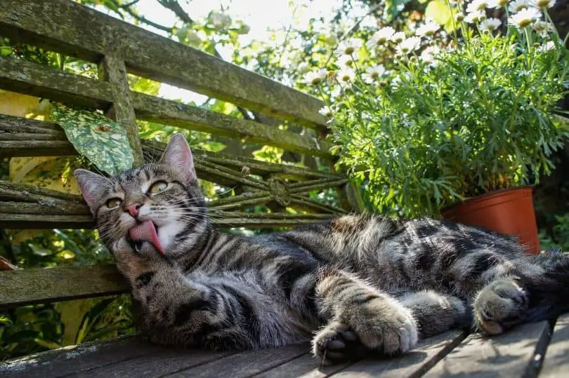 Everything You Need To Know About Cat Licking The Ultimate Guide Pets Bunch
