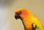 Type Of Conure, Facts & Care As Pets