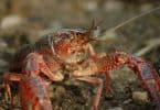 How often do crayfish molt?
