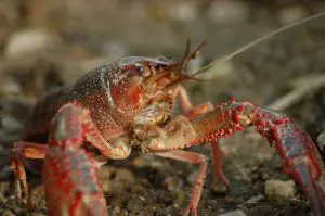 How often do crayfish molt?