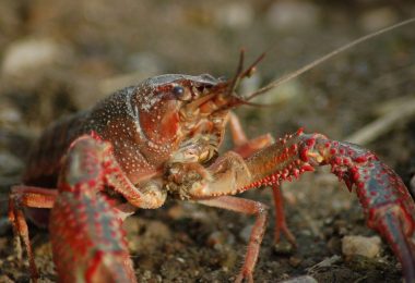 How often do crayfish molt?