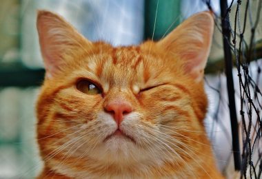 What Does It Mean When A Cat Winks At You