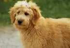Are Goldendoodle Hypoallergenic