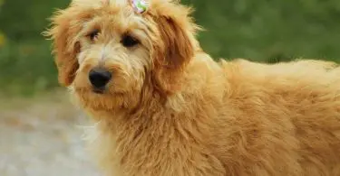 Are Goldendoodle Hypoallergenic