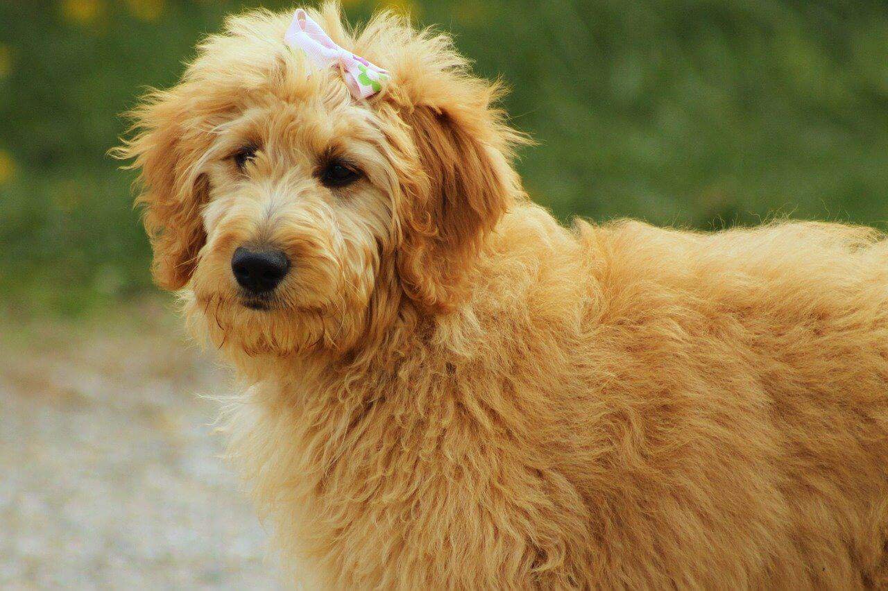 Are Goldendoodle Hypoallergenic? Pets Bunch