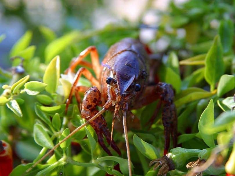 what-do-crayfish-eat-pets-bunch