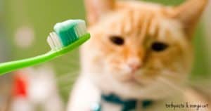 Best Cat Toothpaste