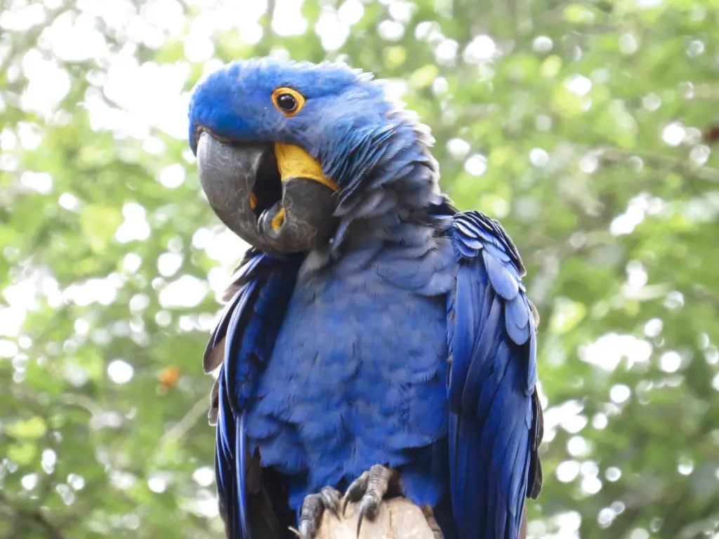 Purple Hyacinth Macaw​