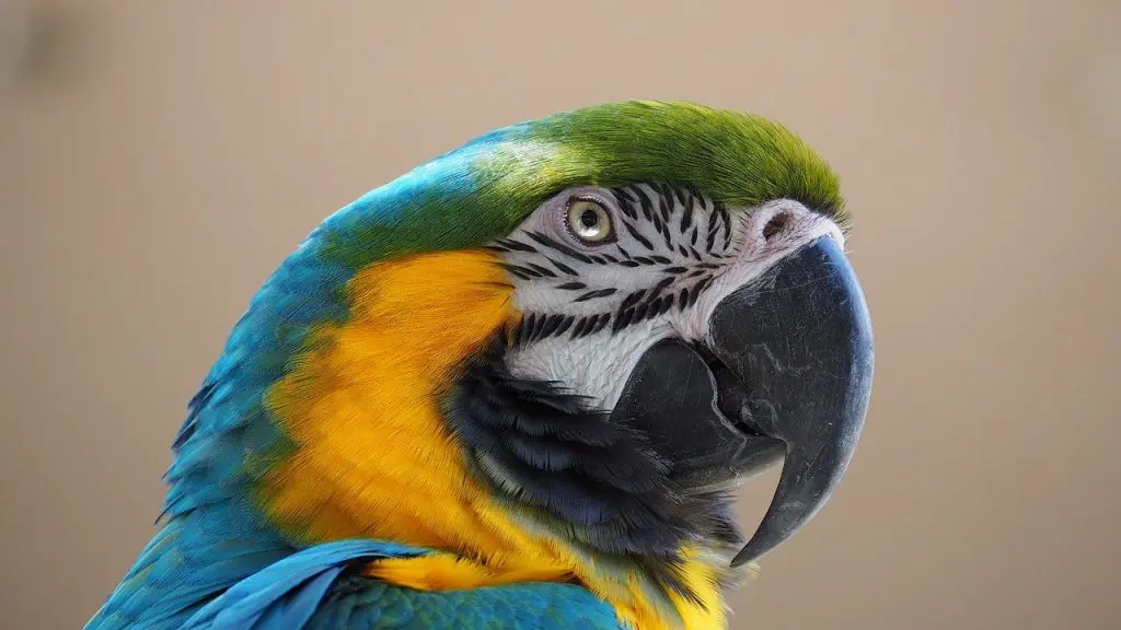Yellow-Blue Macaw​