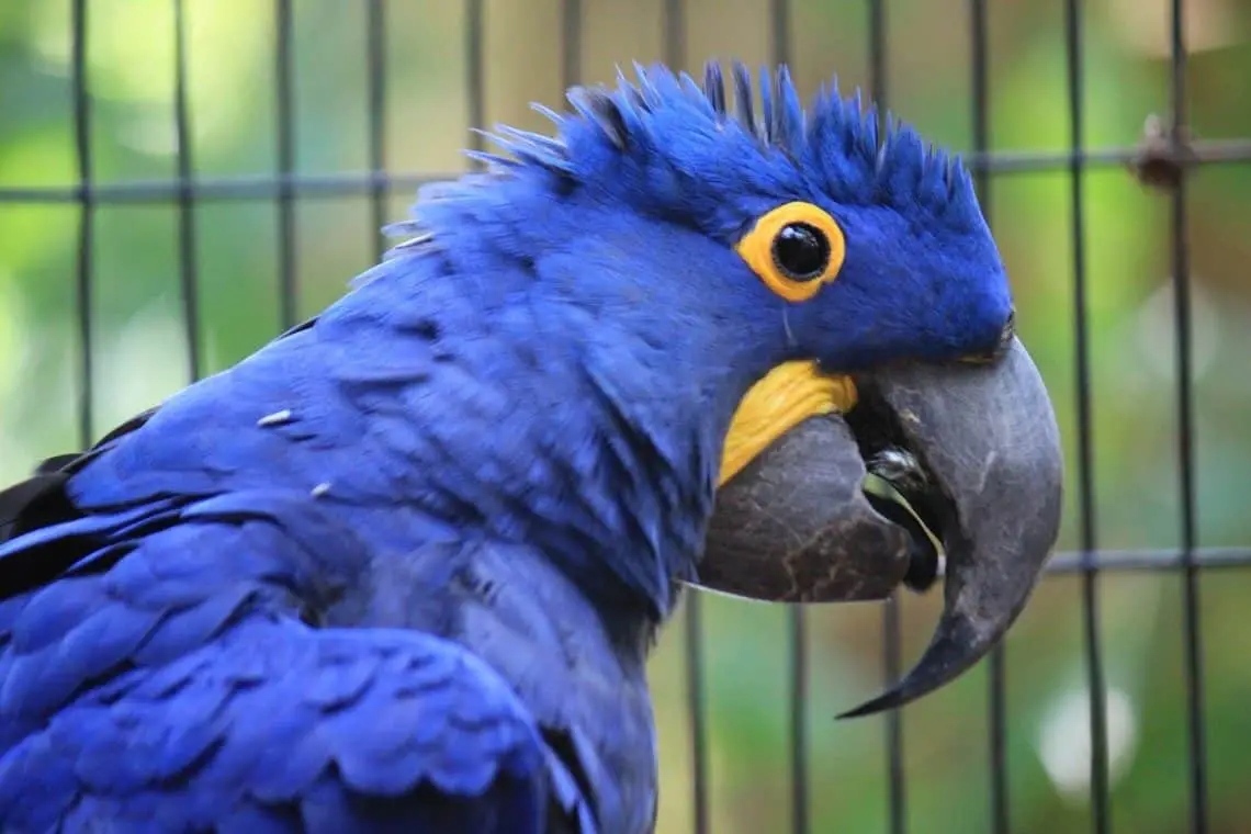 Hyacinth Macaw - Types, Size, Care, Lifespan, Facts & Price