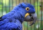 Hyacinth Macaw - Types, Size, Care, Lifespan, Facts & Price