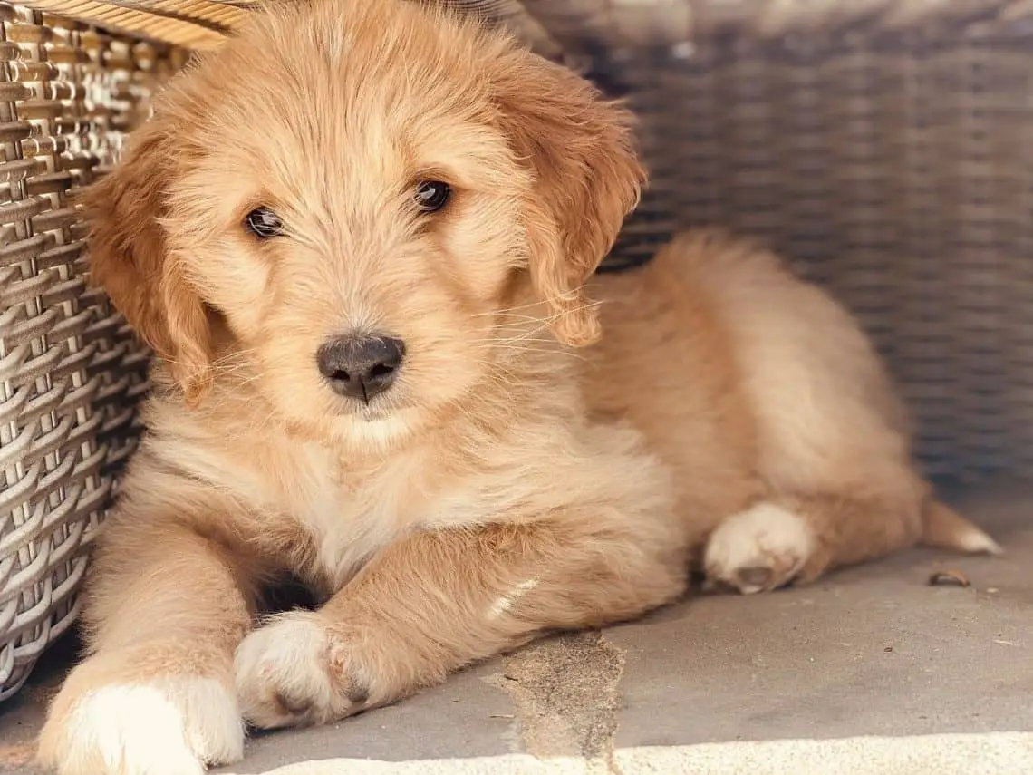 How Long Does Goldendoodle Live?