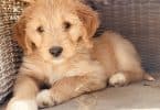 How Long Does Goldendoodle Live?