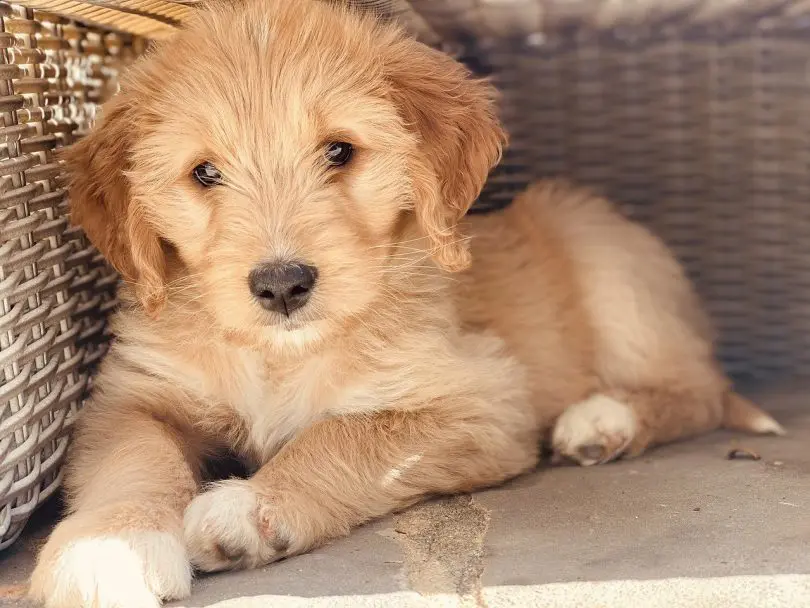 How Long Does Goldendoodle Live? Pets Bunch