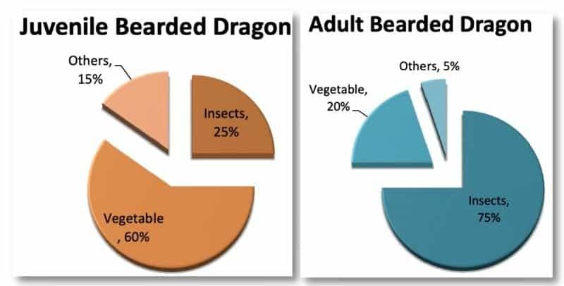 Diet Of A Bearded Dragon