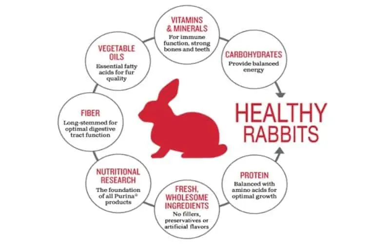 Healthy Rabbits
