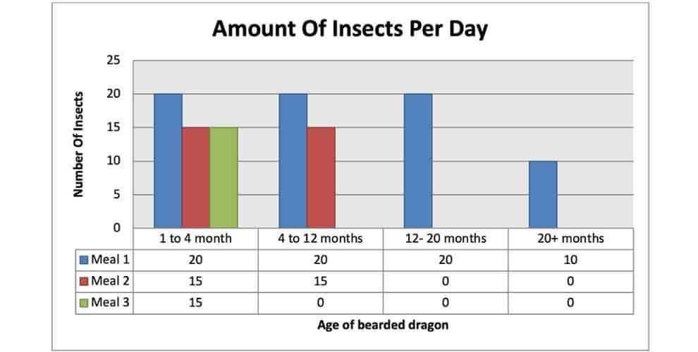 Amount Of Insects Per Day To Bearded Dragons
