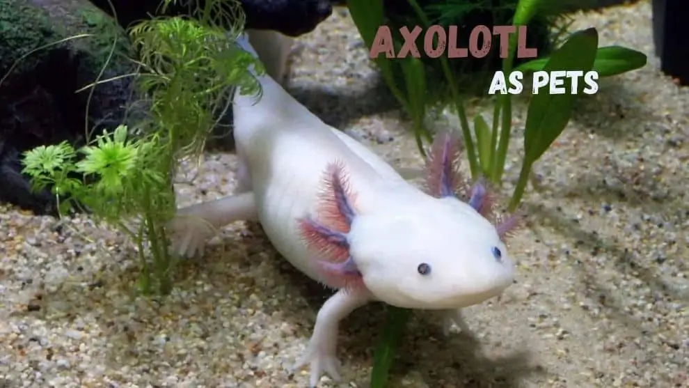 Axolotl As Pet