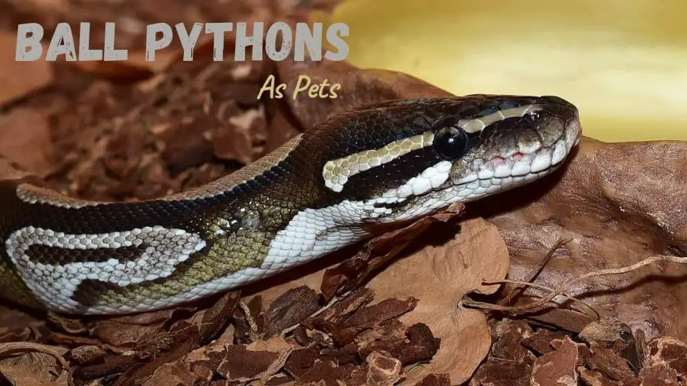 Ball Pythons As Pets