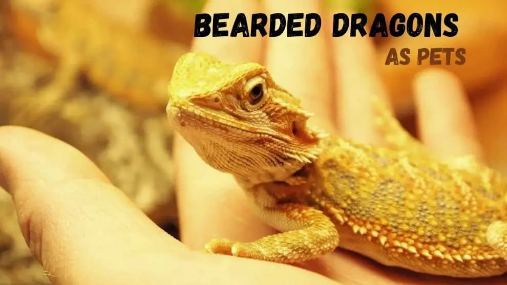 Bearded Dragons As Pets