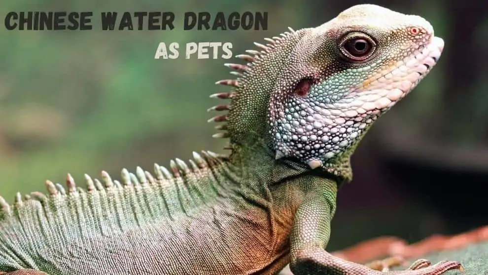 Chinese Water Dragon As Pets