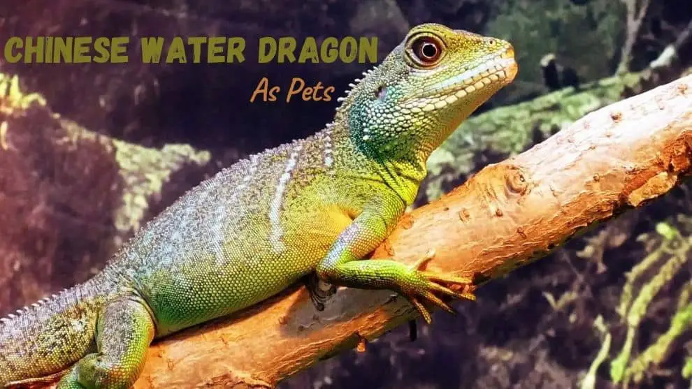 Chinese Water Dragon As Pets