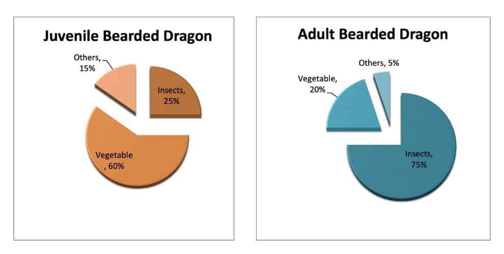 Dietary Requirements Of The Bearded Dragon