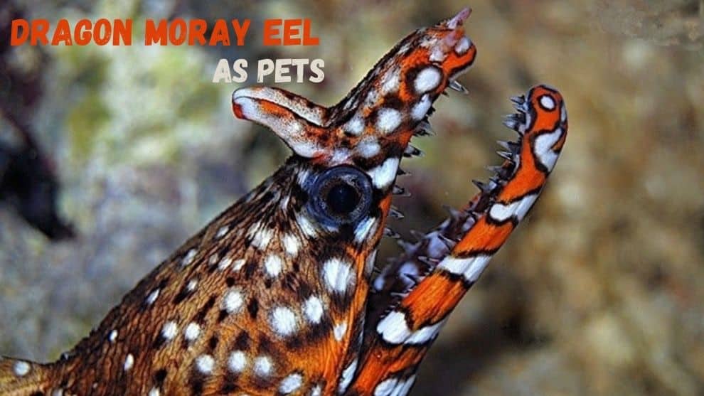 Dragon Moray Eel As Pet