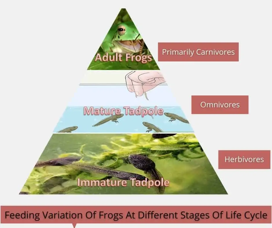 Feeding Variation Of Frogs At Different Stages Of Life Cycle