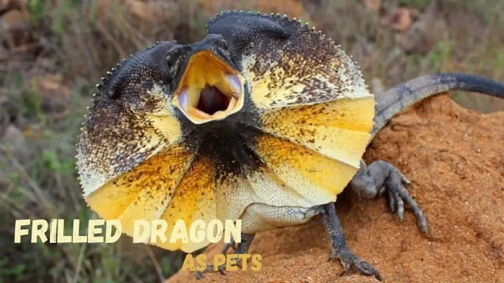 Frilled Dragon As Pet