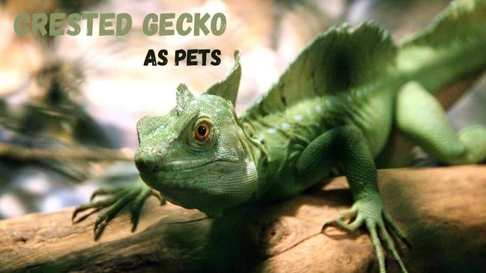 Green Basilisk As Pet