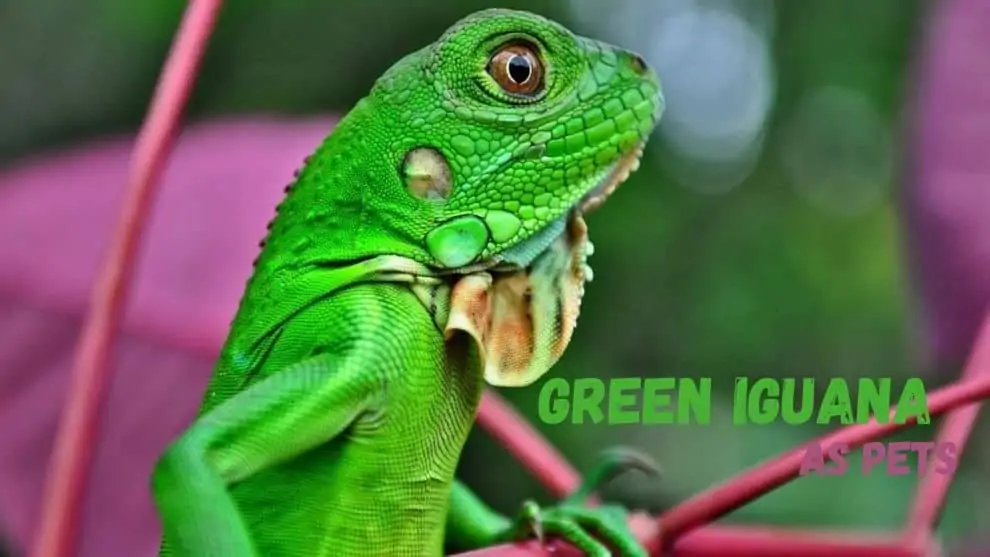 Green Iguana As Pet