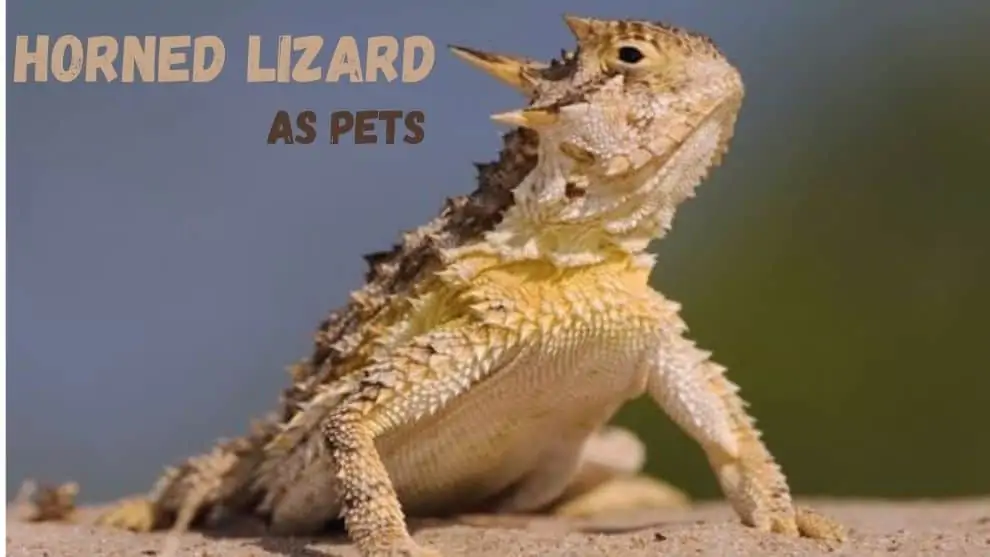 Horned Lizard As Pet