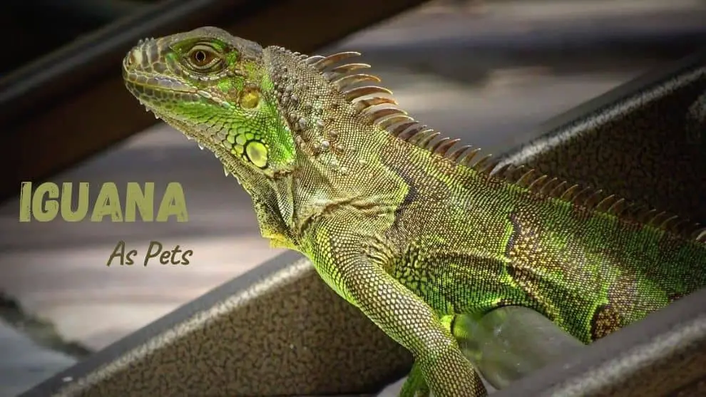 Iguana As Pets