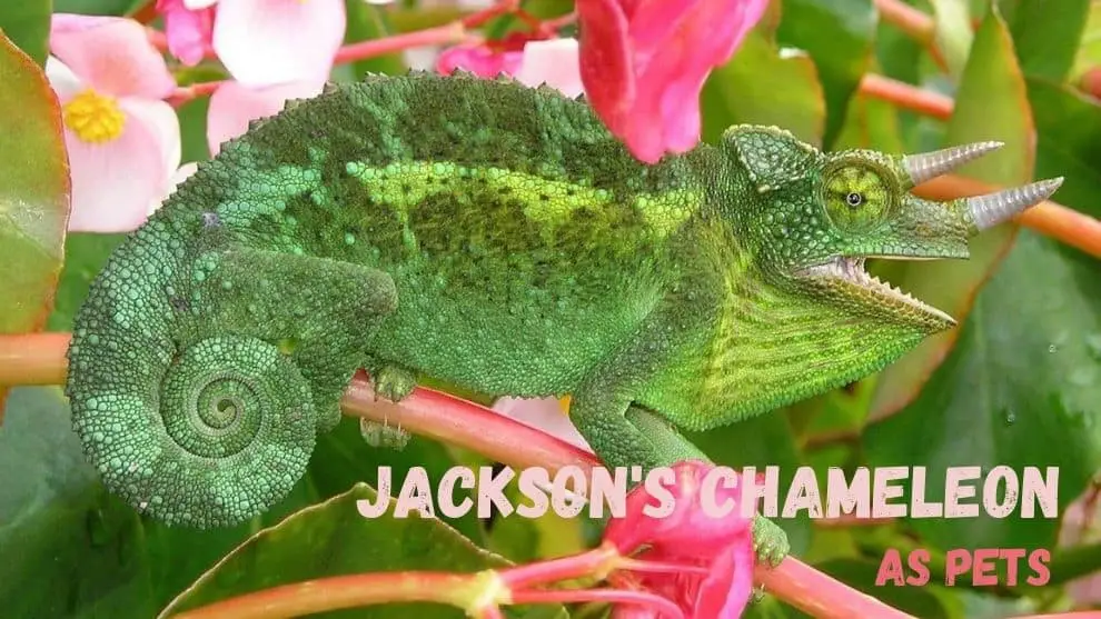 Jackson's Chameleon As Pet