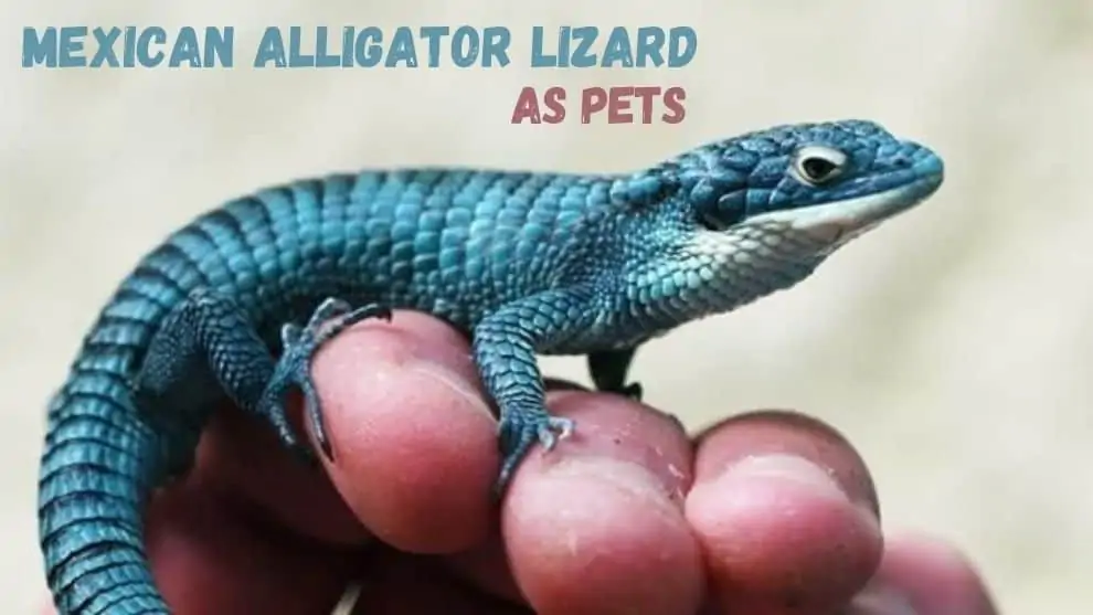 Mexican Alligator Lizard As Pet