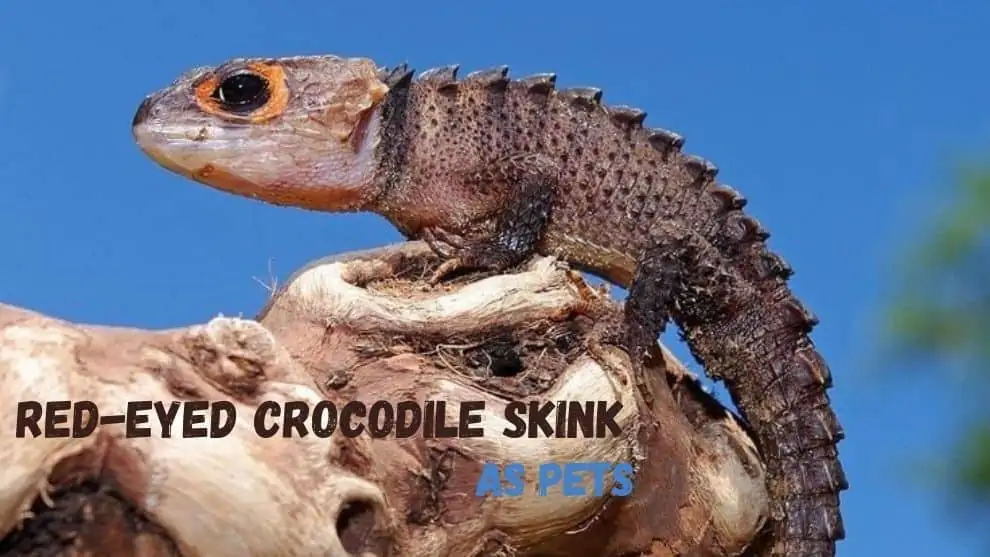 Red-Eyed Crocodile Skink As Pet