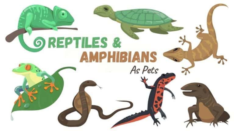 Amphibians & Reptiles As Pets – Everything You Need To Know! – Pets Bunch